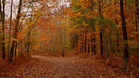 Images Foliage Path Autumn Nature Forest Trees 1366x768