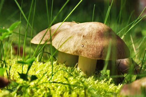 Wild Mushrooms In The Garden Good Or Bad News
