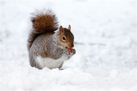 Winter Squirrel Snow 4k Cute Animals Hd Wallpaper