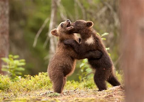 Brown Bear Cubs Play Fighting By Dgwildlife Redbubble