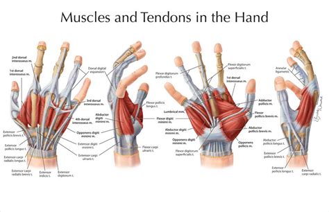 Anatomy Of Hand Ligaments Anatomy