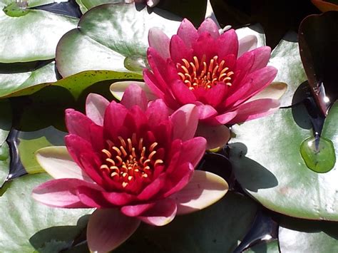 Teratai Tanaman Air Bunga Lili Foto Gratis Di Pixabay Pixabay
