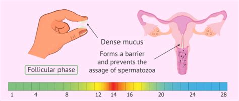 What Is The Cervical Mucus Like During Ovulation And On Fertile Days
