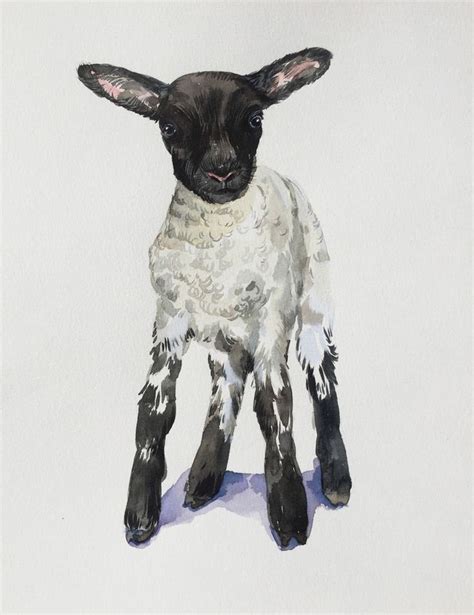 Black Face Lamb Portrait Baby Sheepfarm Animal Original Watercolor