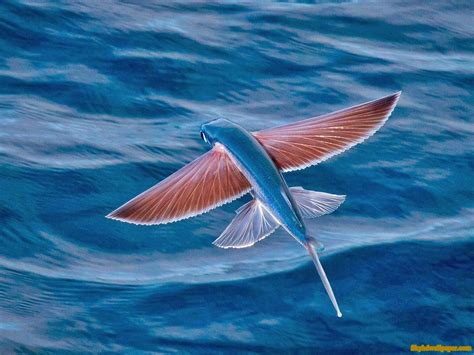 22 Fish With Wing Like Fins Ideas