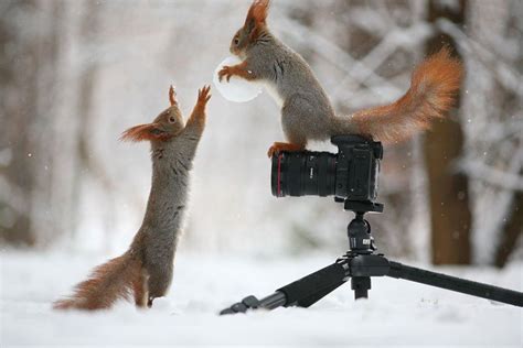 These Adorable Squirrels Playing In The Snow Will Make Your Day With