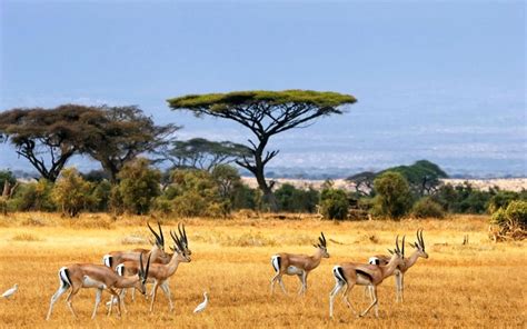 Tropical rainforests are found near the equator, and these hot and humid biomes are collectively home to over 15 million types of plants and animals: How Does the Savanna Biome Demonstrate All Four Spheres?