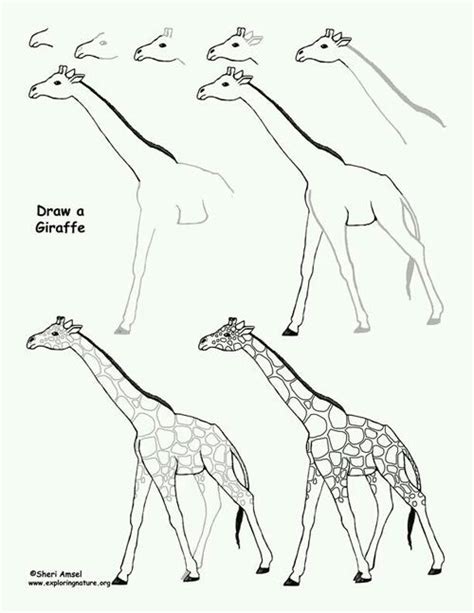 Giraffe Drawing Outline At Getdrawings Free Download