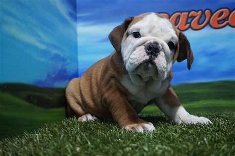 Bulldog Inglés Hembra Comprar Perros Y Cachorros Consulta Precio