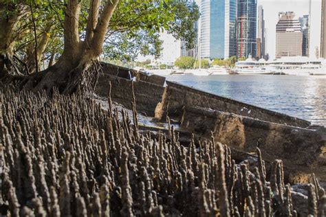 brisbane river shipwreck myora a part of city s history hidden among the mangroves abc news