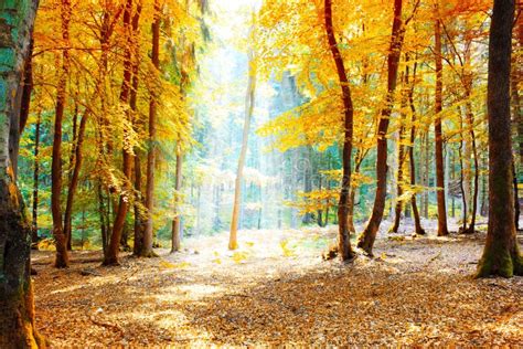 Autumn German Forest With Sun Beam Stock Image Image Of Shine