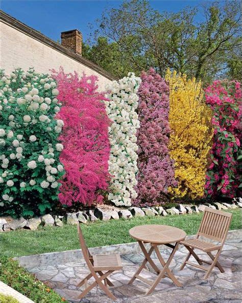 17 Idées De Haie Fleurie En 2021 Haie Haies De Jardin Arbuste Haie