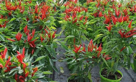 Panduan Praktis Cara Menanam Cabe Skala Rumahan