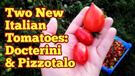 Two New Tasty Italian Tomatoes Docterini And Pizzotalo Allotment