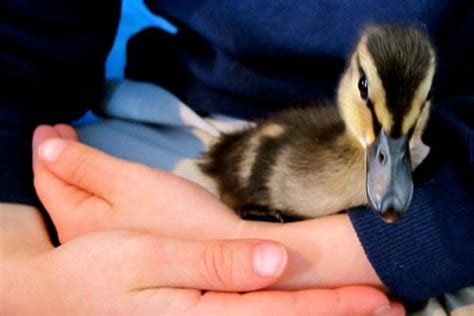 A Quick Start Guide To Raising Ducks