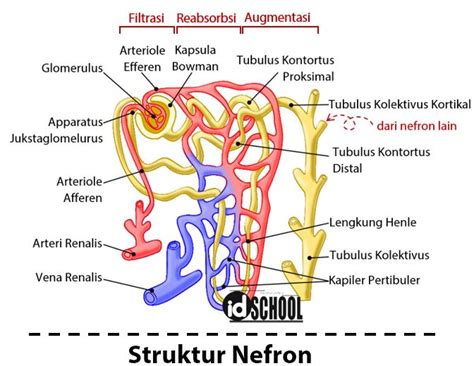 Struktur Nefron Dan Fungsinya