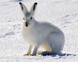 18 animales de la tundra y sus características