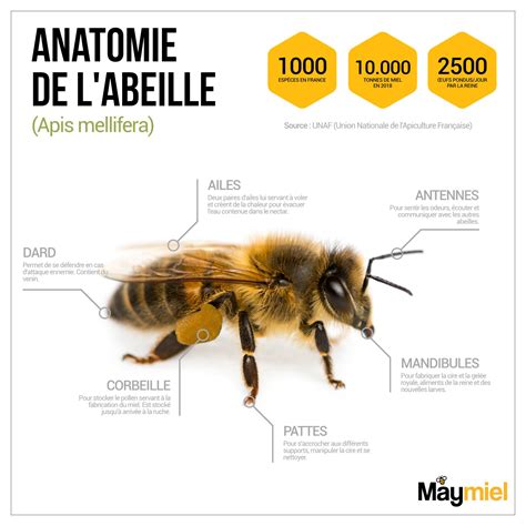Anatomie de l'abeille (Appis mellifera) | Abeille, Infographie, Miel