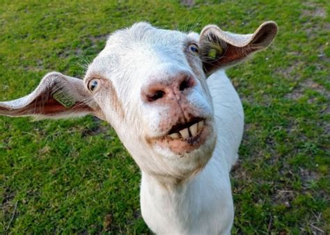 Weird Goat Breeds Meet These Unusual Looking Goats