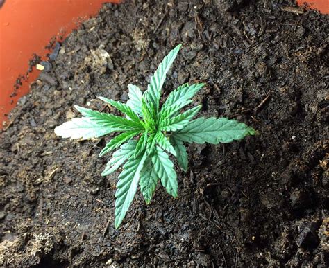 Over Watering Cannabis Plants Grow Weed Easy