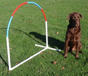 They even piloted a canine cart program in their nyc stores to deliver a comfortable and easy shopping experience for dogs and their owners. Hooper's Hoop by Affordable Agility in 2020 | Dog training ...