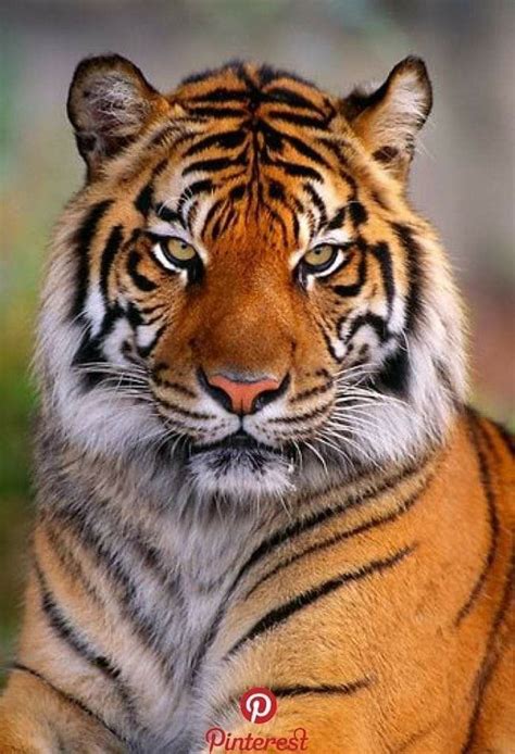 Pin By Angel On Tigers Pet Tiger Big Cats Sumatran Tiger