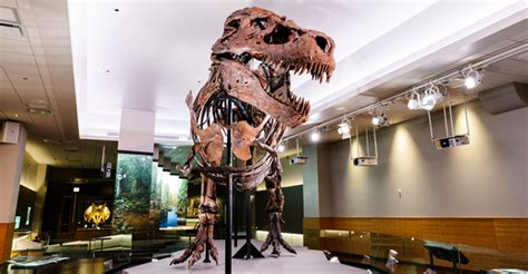 12 Fun Facts About ‘sue The Trex Encounter At The Denver Museum Of