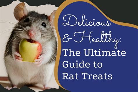 Delicious And Healthy The Ultimate Guide To Rat Treats