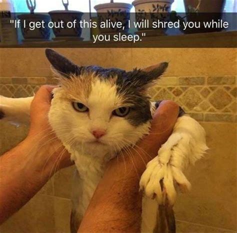 18 Dirty Cat Memes Factory Memes