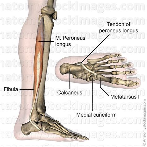 Collectively, they act to dorsiflex and invert the foot at the ankle joint. Anatomy Stock Images | lowerleg-musculus-peroneus-longus-fibularis-muscle-tendon-side-skin-names