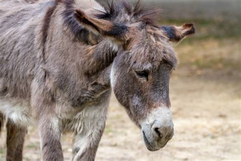 Sad Donkey Stock Photos Pictures And Royalty Free Images Istock