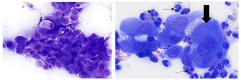 Color Cytology Atlas Of Common Feline Skin Tumors Mspca Angell