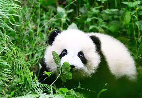Szalon Tornász Nyugdíjas Western China Panda Felvesz Vagy Későbbi Saturate