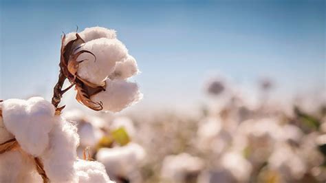 Basf Advances Five New Cottonseed Varieties