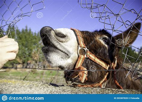 Donkey In Field Stock Photo Image Of Young Countryside 203307828