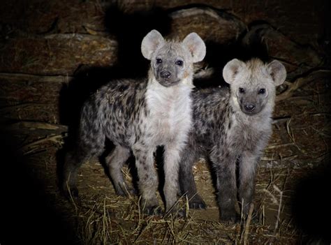 2 Cute Hyena Pups In The Middle Of The Night Also My First Time Doing