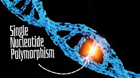 What Is Single Nucleotide Polymorphism Snp The Basics