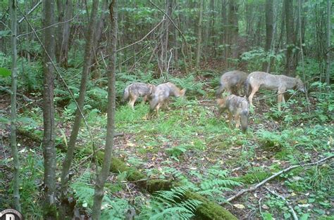 Penn State Deer Forest Study