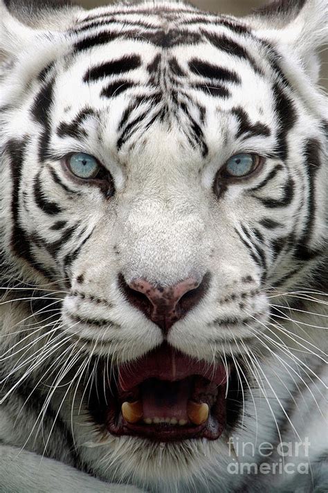 White Tiger Portrait Close Up By Andrey Ushakov