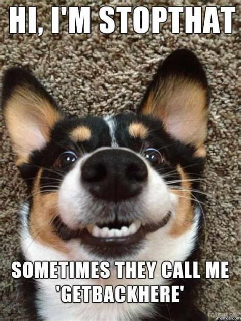 30 Funniest Pet Memes Because Why Not
