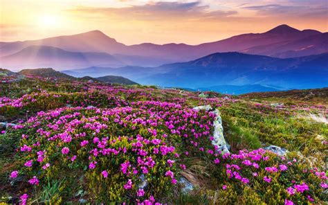 Valley Of Flowers Wallpapers 1680x1050 The Golden Scope