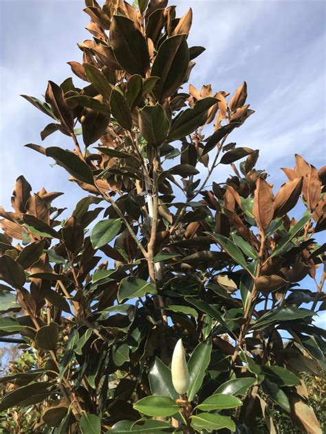 Magnolia Grandiflora Teddy Bear Evergreen Magnolia Tauranga Tree Co