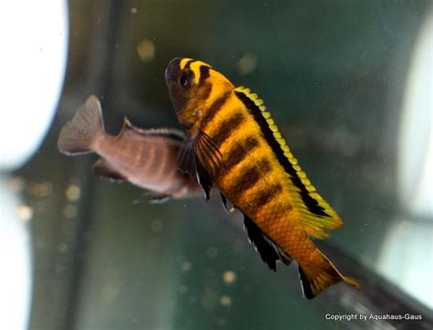African Cichlids Fish Pets Animals Animales Animaux Pisces