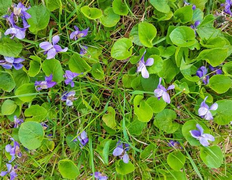 Henbit, purple deadnettle or wild violets. Small 4 Petal Purple Flower | Best Flower Site