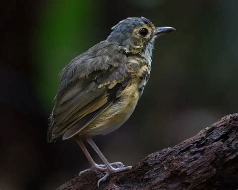 Spotted Antpitta Facts Diet Habitat And Pictures On Animaliabio