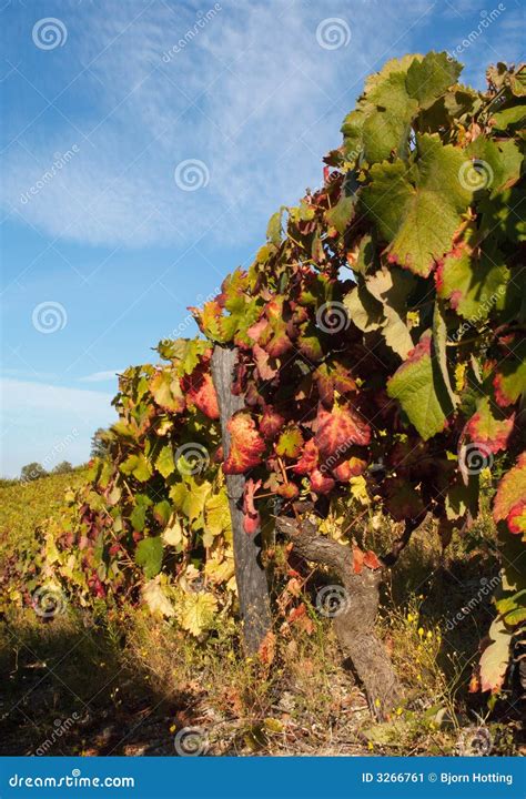 Colorful Vineyard Stock Image Image Of Growth Eating 3266761