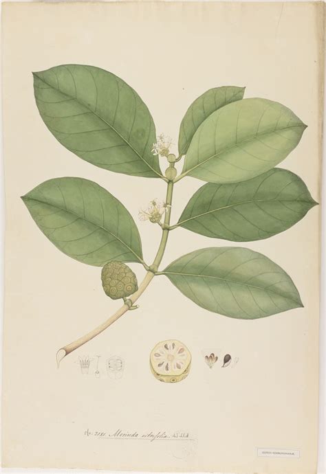 Morinda Citrifolia L Plants Of The World Online Kew Science