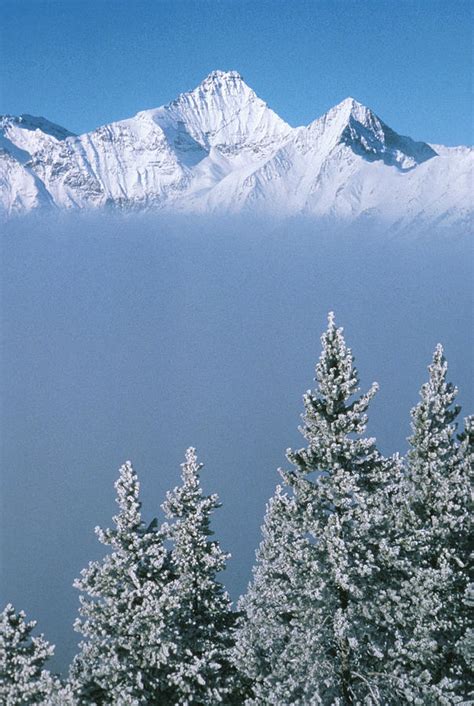 Winter Snowscape Mountain And Evergreens Photograph By Anonymous
