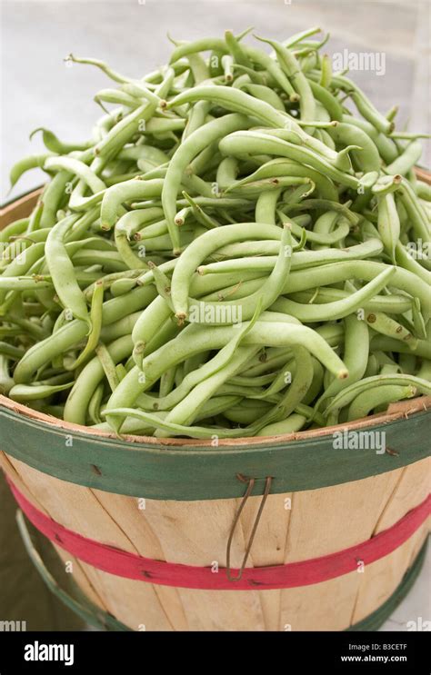 Bushel Full Of Green Snap Beans Stock Photo Alamy