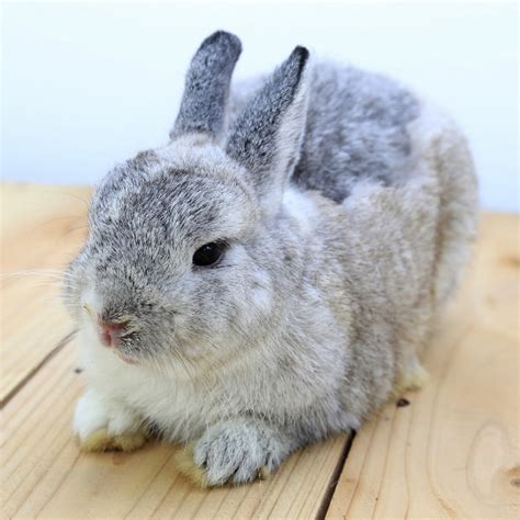 Quanto Vive Un Coniglio Nano Ariete Coniglio Nano Allevamento Scheda